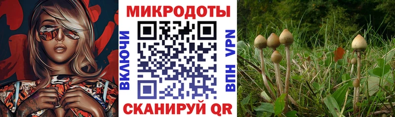 Галлюциногенные грибы Psilocybine cubensis Каменногорск